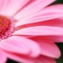 Pink Gerbera