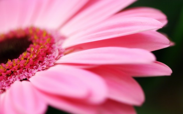 Pink Gerbera