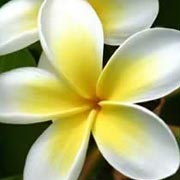 Frangipani