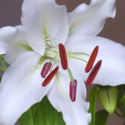 Casablanca Lily