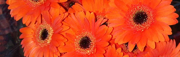 Gerbera Daisies Bouquet