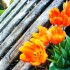 Organic Flowers - Orange Tulips