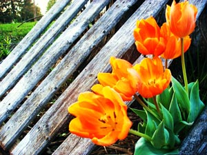 Organic Flowers - Orange Tulips