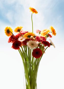 Flowers - Emotional Benefits in Vase