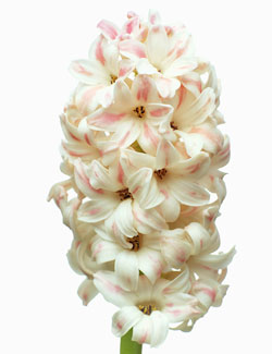 Hyacinth Wedding Flowers - Hyacinthus Orientalis