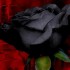 Black Flowers - Dyed Black Rose