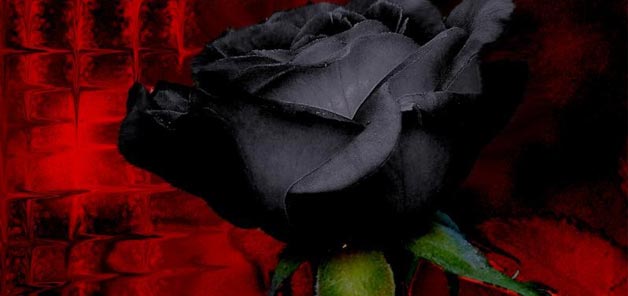 3 Easy Techniques to Create Black Flowers