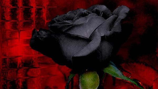 Dyed Black Rose Black Flowers - Dyed Black Rose