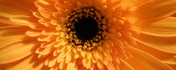 Halloween Party Ideas - Orange Gerbera