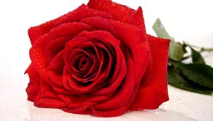 A Red Rose Is Traditional for Valentine's Day