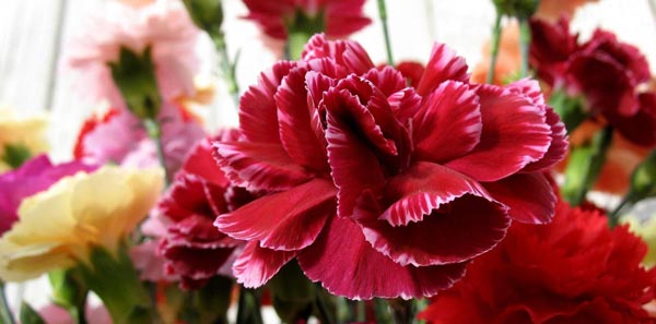 Carnations for Mother's Day