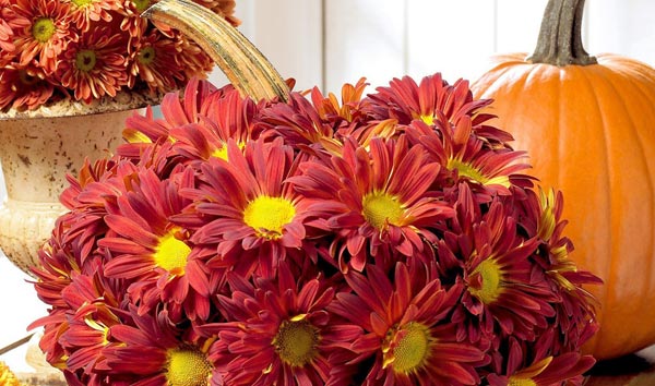 Chrysanthemums in Pumpkin Vase