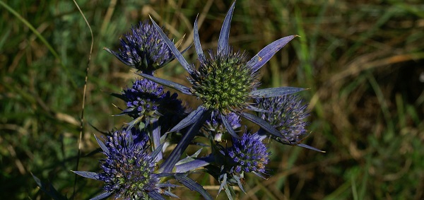 Eryngium Amethystinum