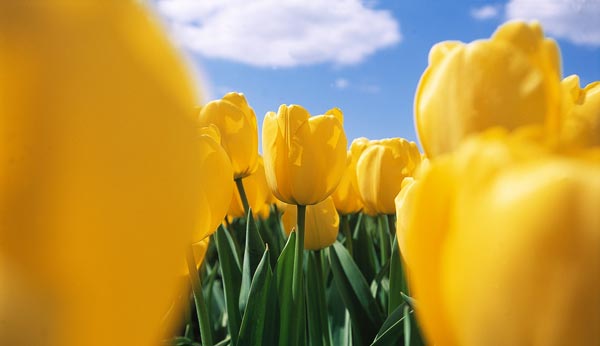 Field of Tulips