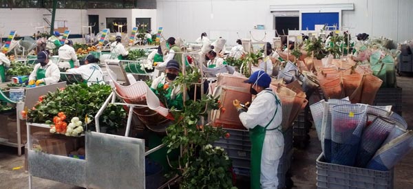 Fresh Cut Roses Being Processed on Farm