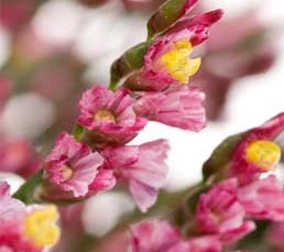 Limonium Flowers