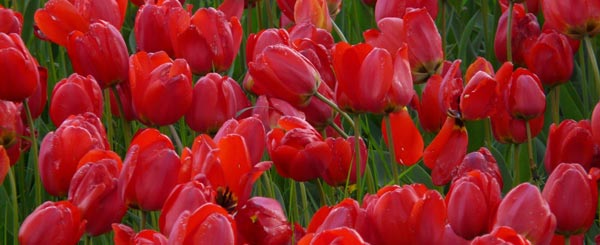 Many Women Prefer Red Tulips to Red Roses