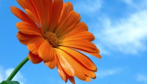 Orange Gerbera Daisy