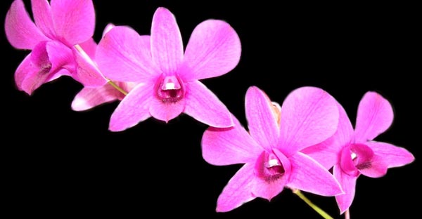 Orchids Are Often Preferred for Their Long Vase Life