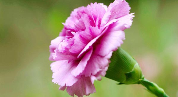 Pink Carnation for Mother's Day