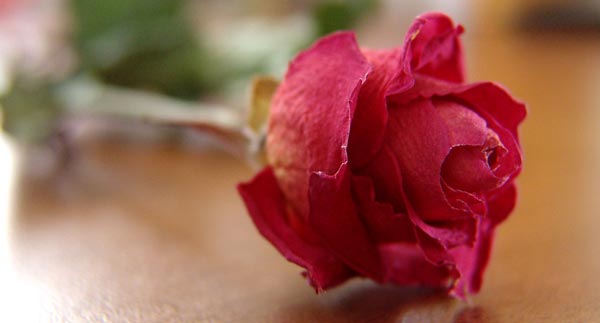 Pink Rose - Valentines Day