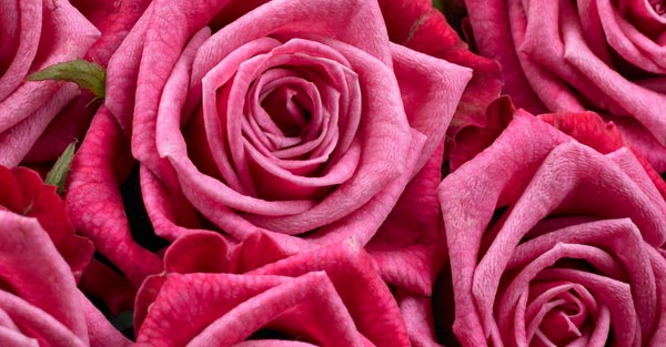 Pink-Roses.jpg