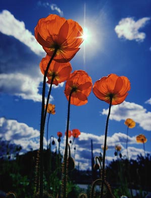 Poppies in field