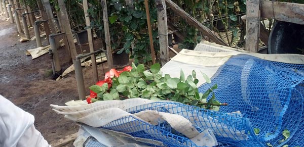 Red Roses Freshly Harvested