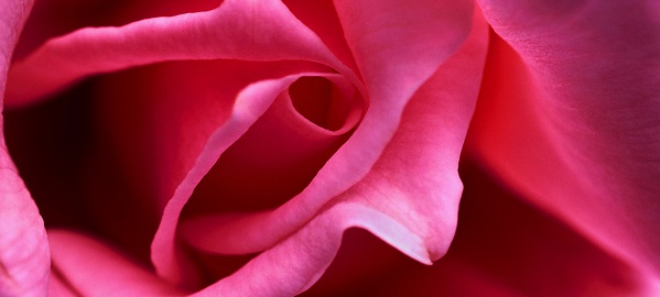 Close-up View of a Pink Rose