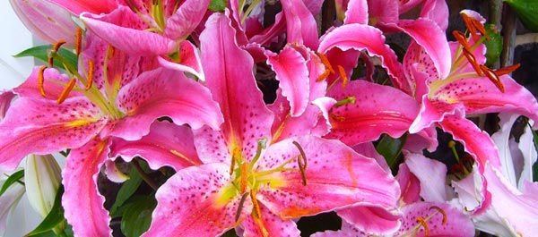 Stargazer Lilies Are Loved for Their Fragrance