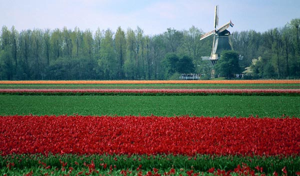 Tulip Field in Holland