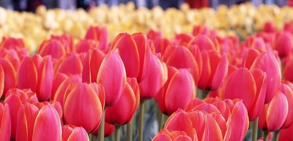 Tulips Are Another Favorite for Valentine's Day Giving