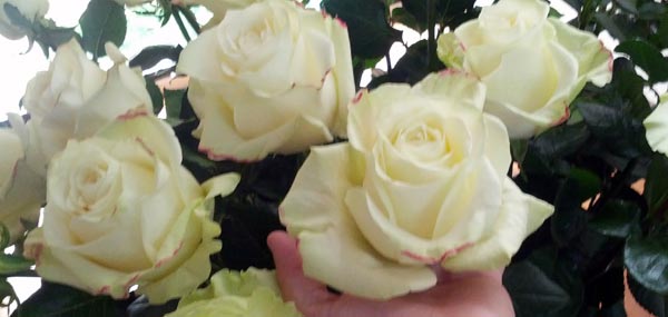 White Roses With Huge Blooms